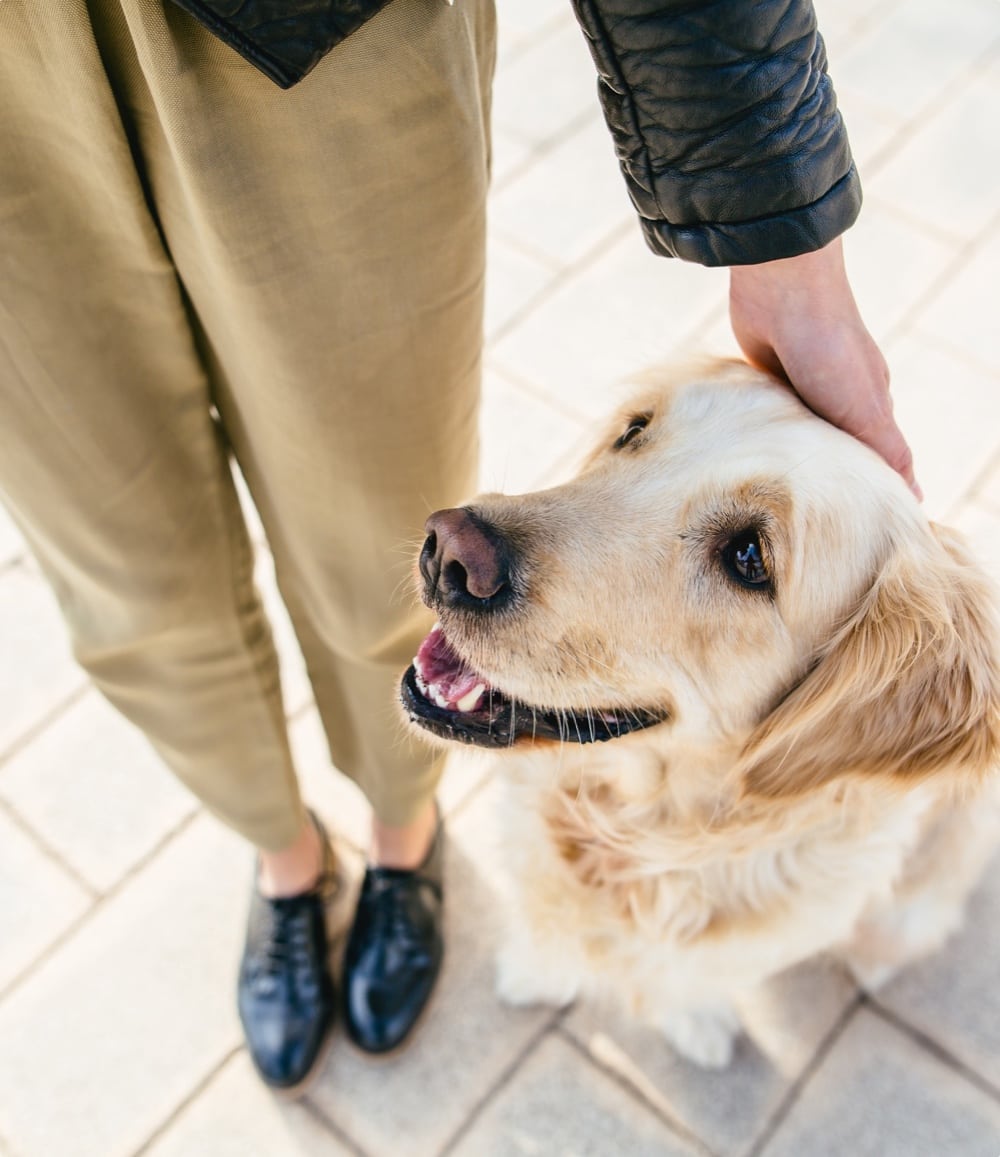 A golden retriever looks up at its owner 